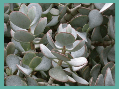 How to feed your jade plant 1