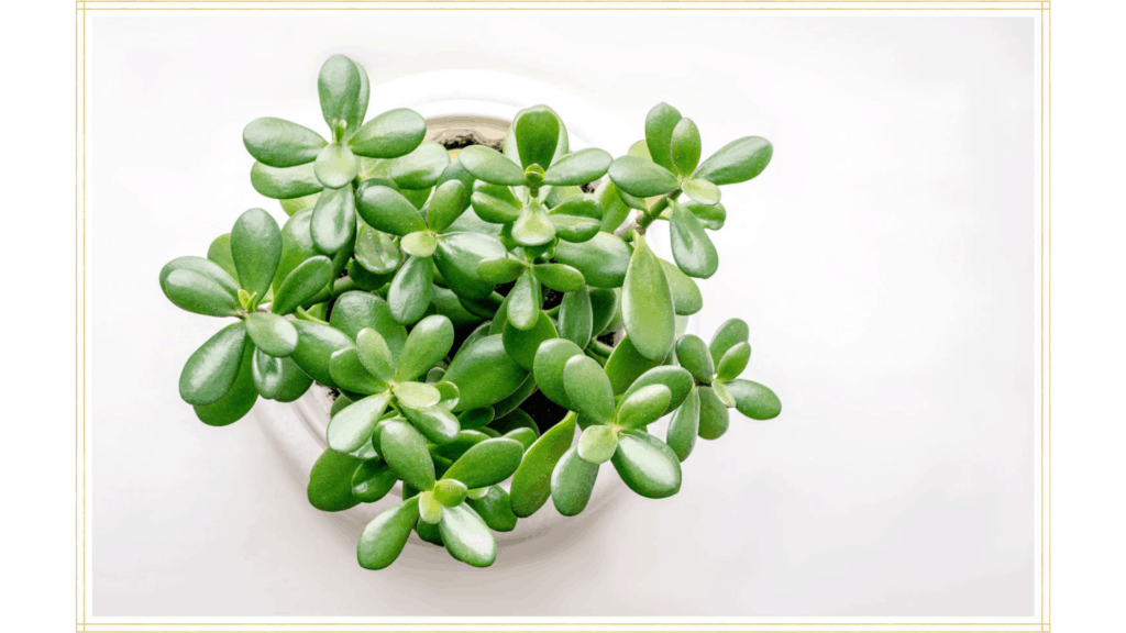 How to care for a Jade Plant outside? 6