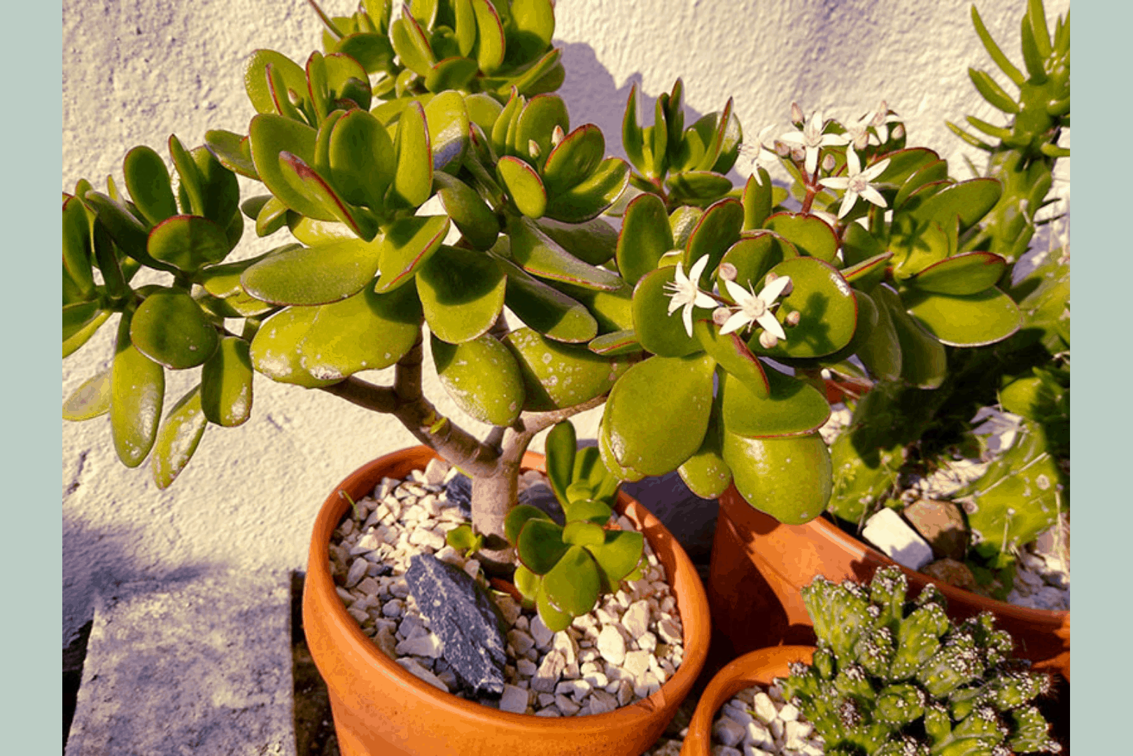 How to care for a Jade Plant outside? 5