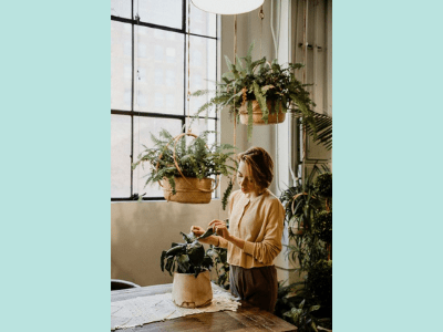 Hot to care for a Jade Plant outside?