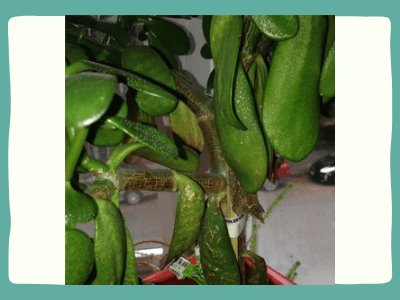 How to save a dying jade plant? 5