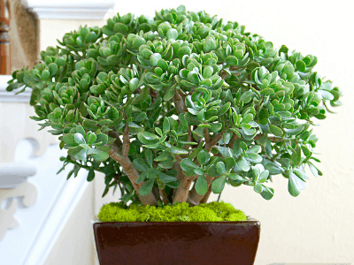 Jade plant 4