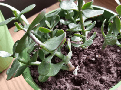 Overwatered jade 4