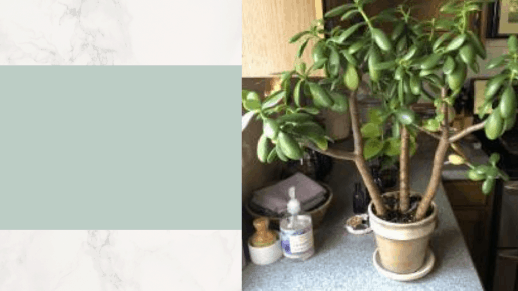 How to make your Jade bushy? 2