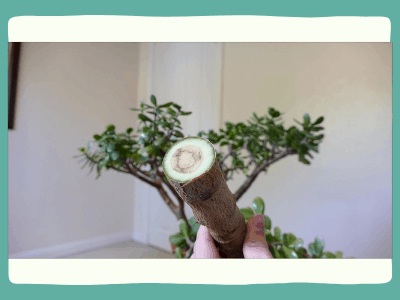 How to keep jade plant from getting leggy? 4