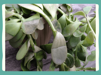 How to revive a jade plant?