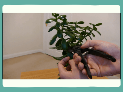 How to revive a jade plant? 2