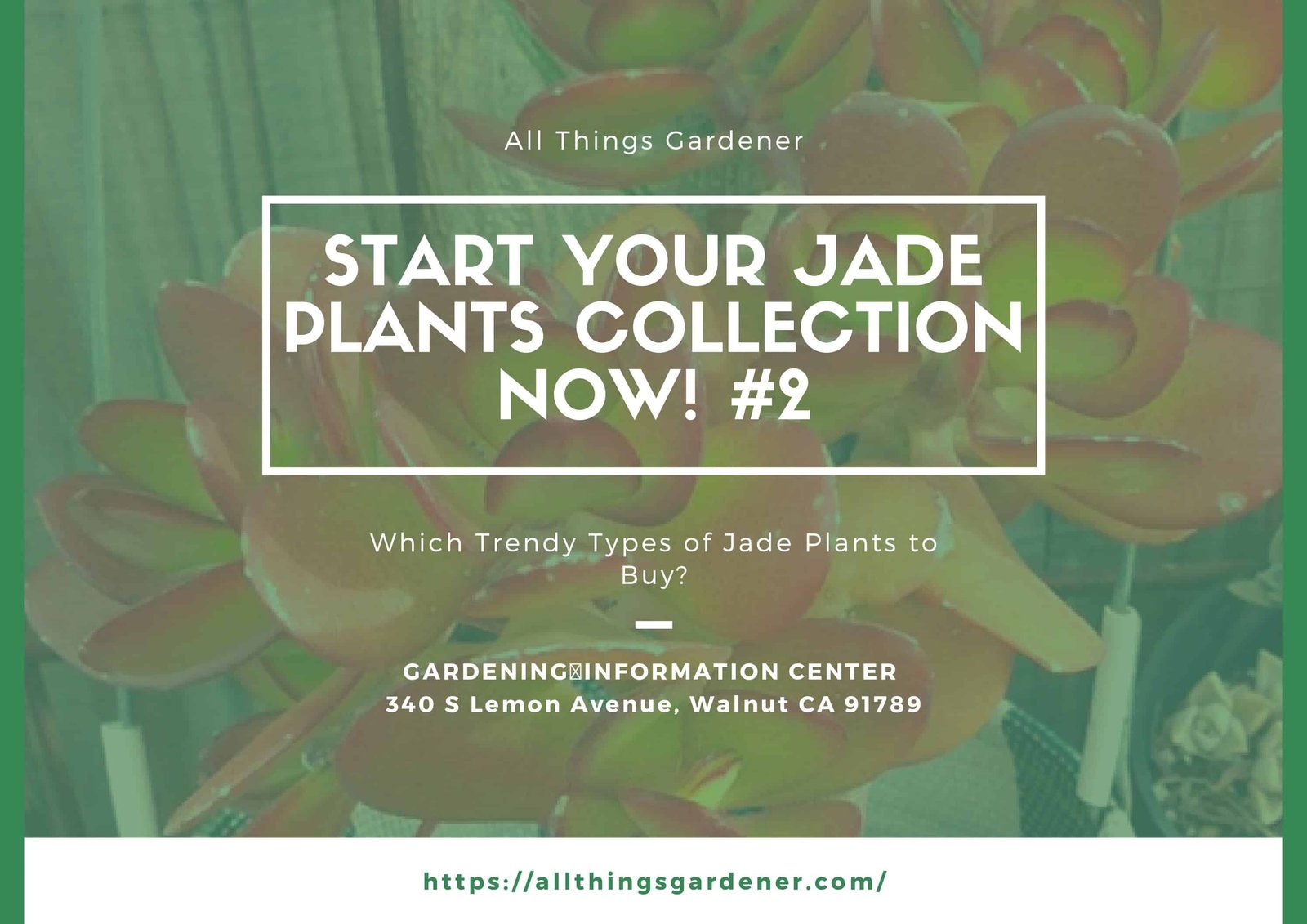 Types of jade plants 1