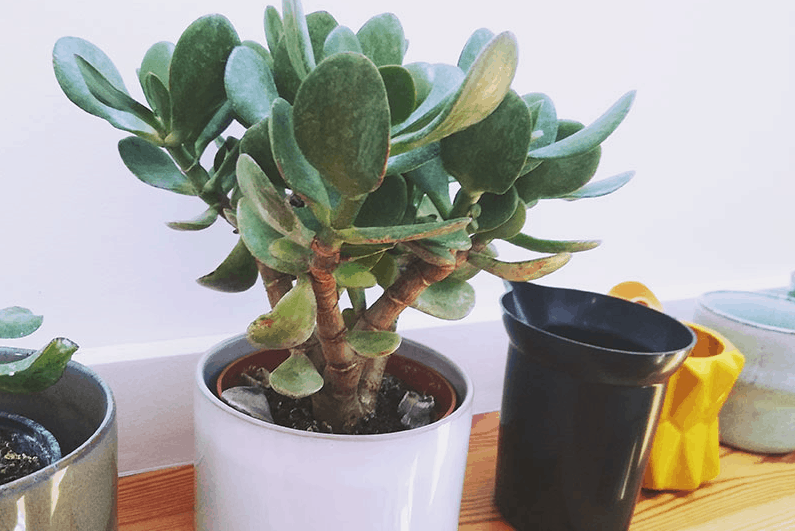 Pots for jade plants