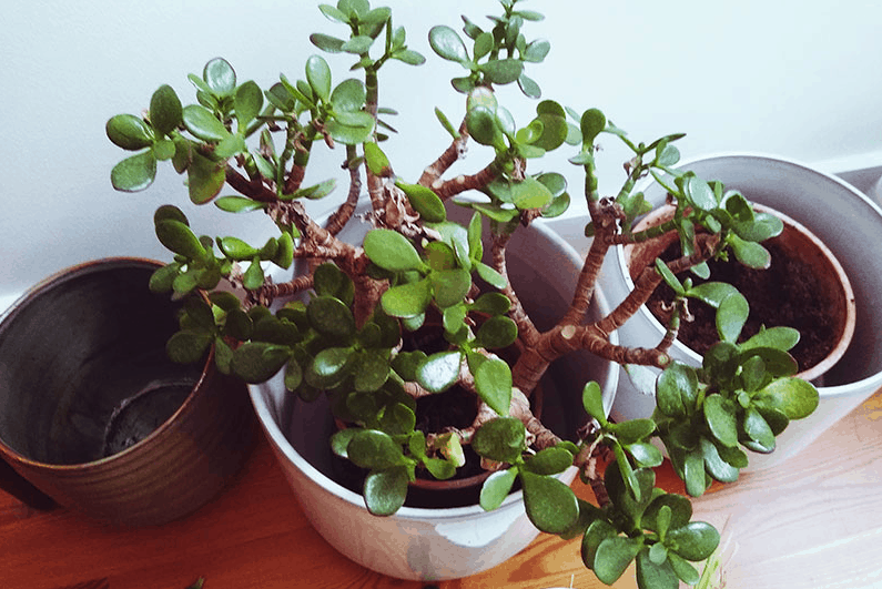 Pots for jade plants