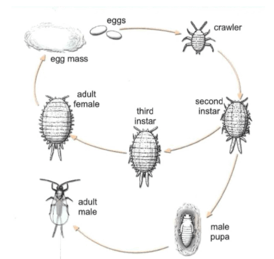 mealybug