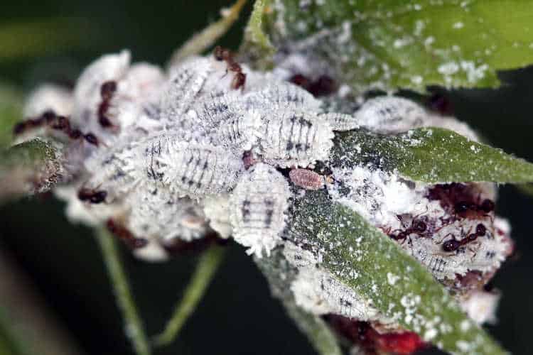 mealybugs 2