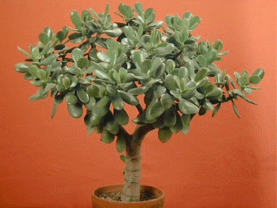 Pruning jade 5