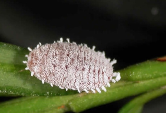 Mealybugs