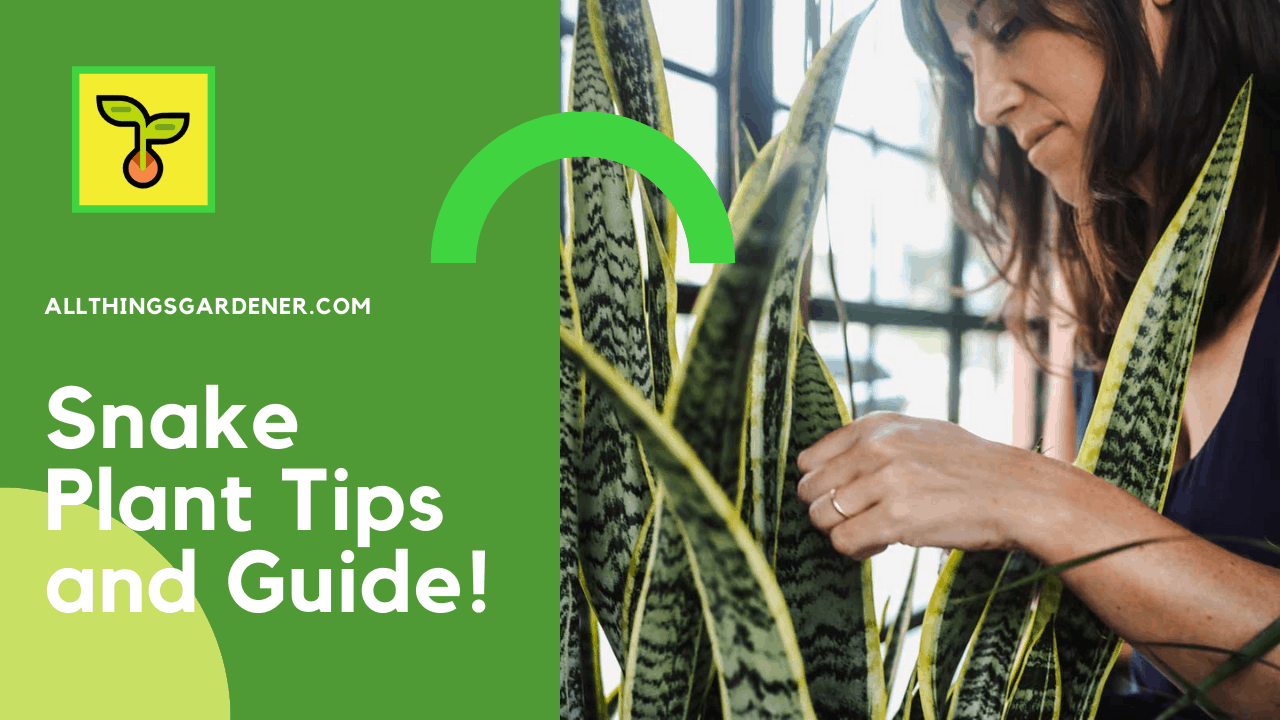 Reviving snake plant 1