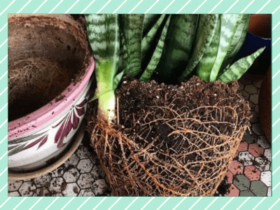 Snake plants flower 7