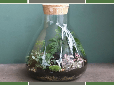 Terrarium for jade plant 2