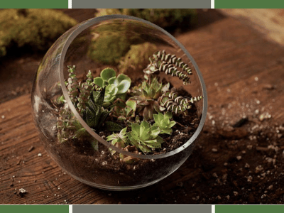 Terrarium for jade plant 3