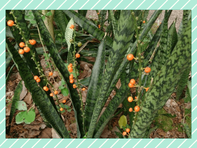 Snake plants flower 6