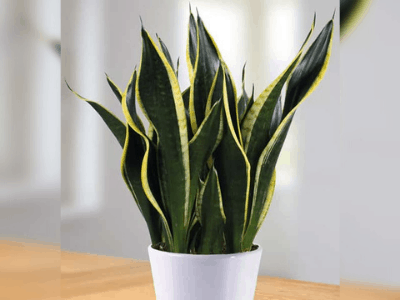 Snake plant 2