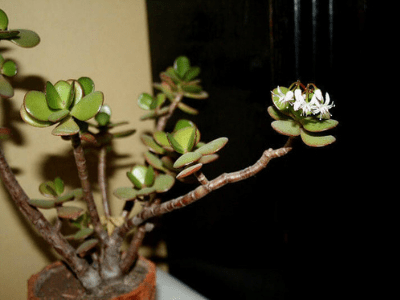 Jade plant as medicine 2