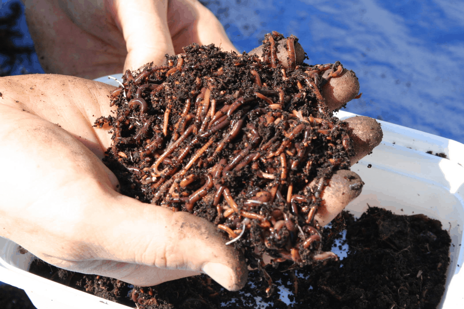 Vermicomposting 1