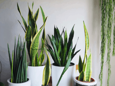 Sansevieria