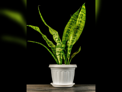 Snake plant 3