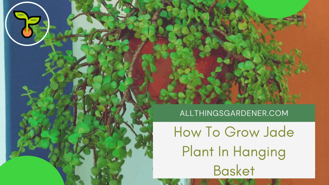 Grow Jade In Hanging Basket 1