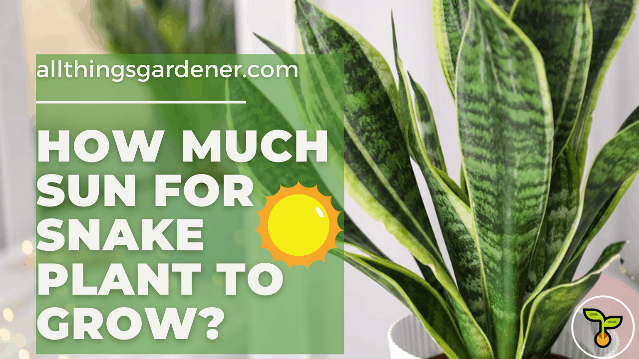 Sun for snake plant 1