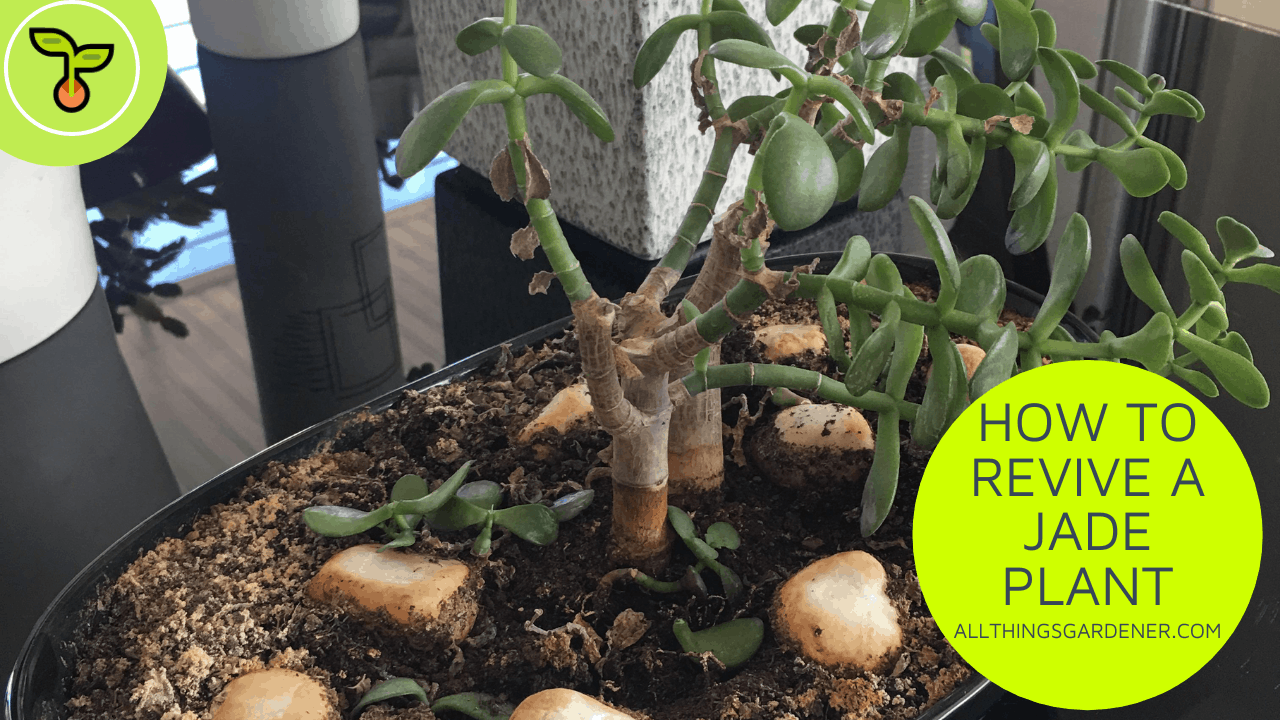 How to revive a jade plant? 1