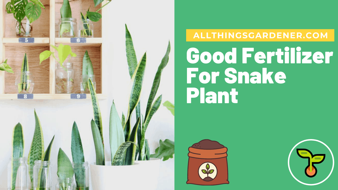 Snake plant fertilizer 1