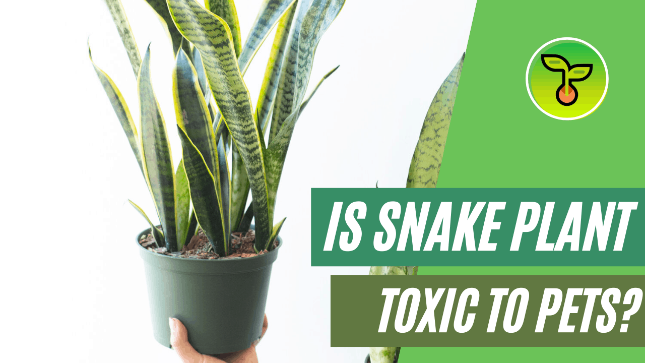 Snake plant toxic 1