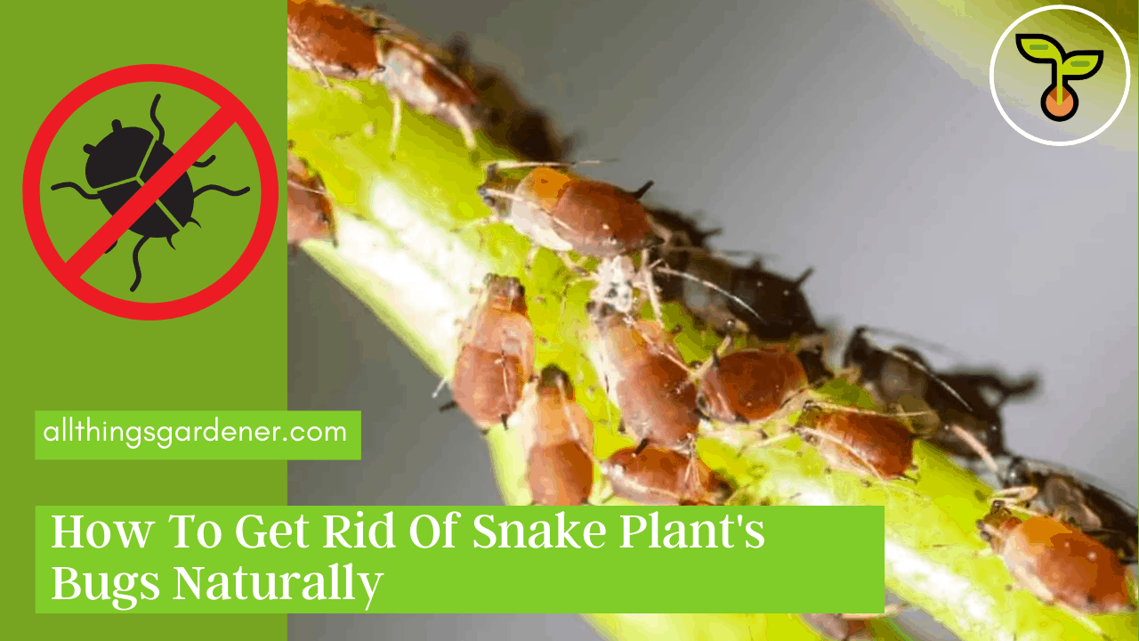 bugs on snake plant 1