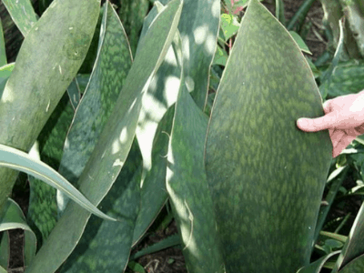 Sansevieria Masoniana