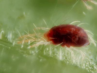 Get rid of spider mites 7