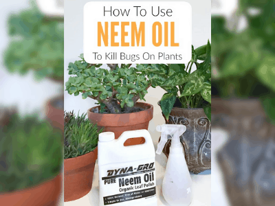 Neem oil for garden control 4