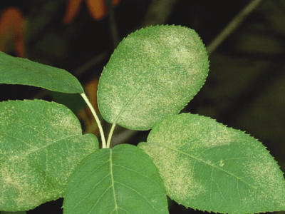 Get rid of spider mites 6