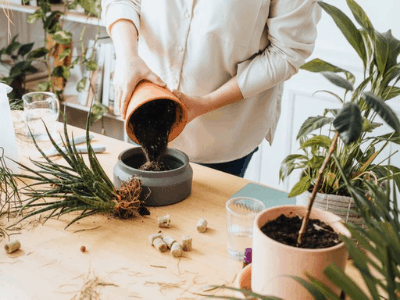 Repotting 3