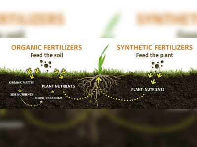 Fertilizer for plant 3