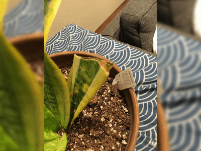 Snake plant care 3