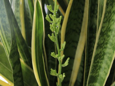 Sansevieria Laurentii 5