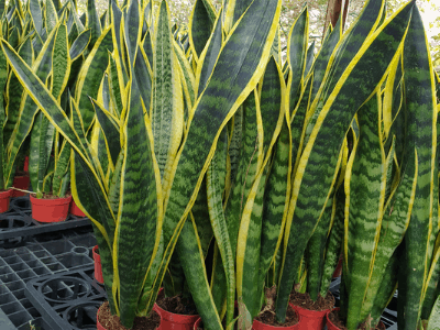 Sansevieria Laurentii