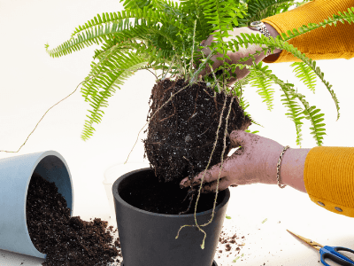 repot a snake plant 5