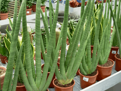 Sansevieria Cylindrica