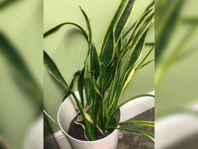 Underwatered snake plant 4