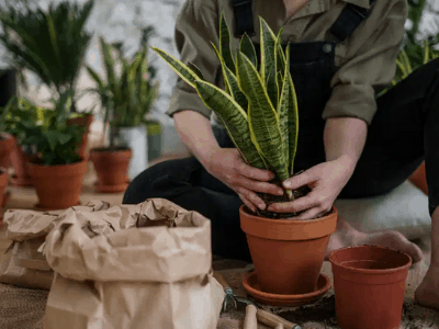 Repotting snake plant