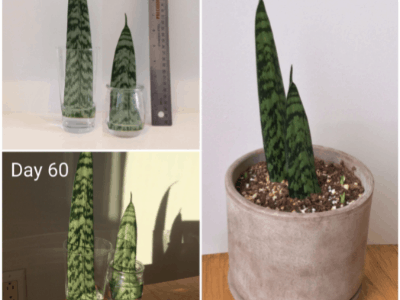 Propagating snake plant 2