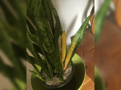 Underwatered snake plant