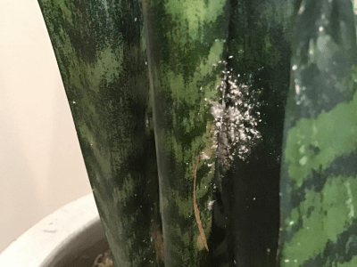 bugs on snake plant 2